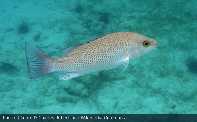 Mangrove snapper swimming underwater. Illustrative reference photo, not a member catch or a photo of this fictional event.