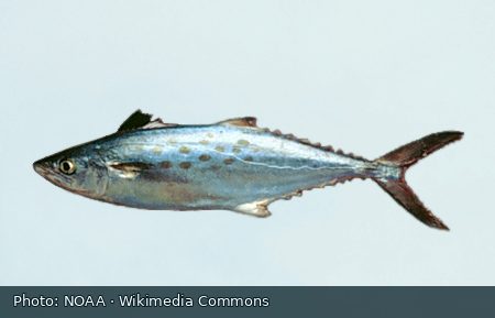 Spanish mackerel fish on a plain background. Illustrative reference photo, not a member catch or a photo of this fictional event.